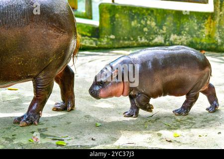 Un hippopotame nain pygmée femelle, Khao Kheow Open Zoo à Chonburi Thaïlande Banque D'Images