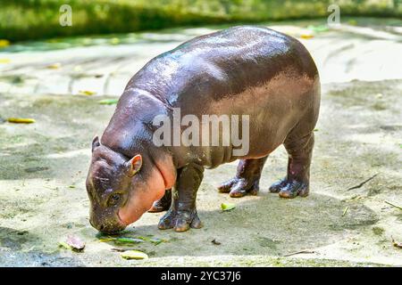 Un hippopotame nain pygmée femelle, Khao Kheow Open Zoo à Chonburi Thaïlande Banque D'Images