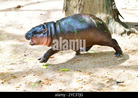 Un hippopotame nain pygmée femelle, Khao Kheow Open Zoo à Chonburi Thaïlande Banque D'Images