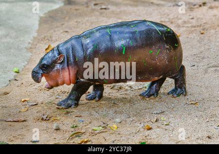 Un hippopotame nain pygmée femelle, Khao Kheow Open Zoo à Chonburi Thaïlande Banque D'Images