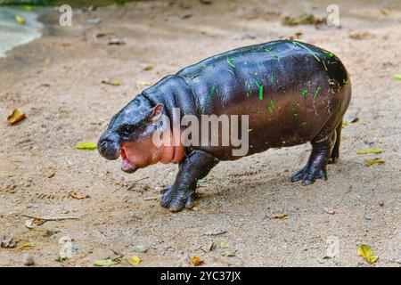 Un hippopotame nain pygmée femelle, Khao Kheow Open Zoo à Chonburi Thaïlande Banque D'Images