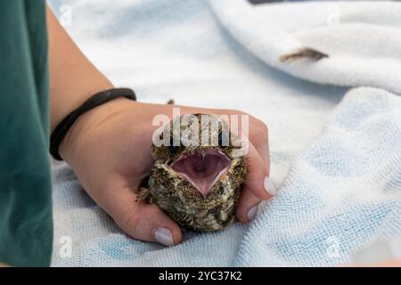 Le personnel médical vétérinaire nourrit un bocal de nuit européen hospitalisé (Caprimulgus europaeus) سبد أوروبي car cette espèce d'oiseaux chasse et mange en fl Banque D'Images