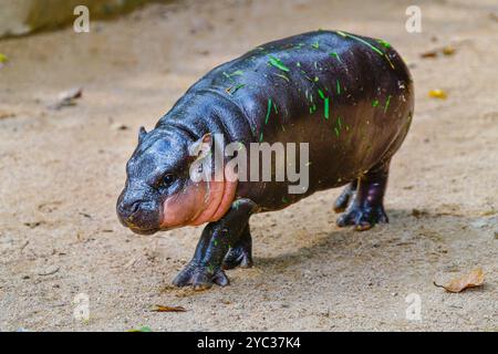 Un hippopotame nain pygmée femelle, Khao Kheow Open Zoo à Chonburi Thaïlande Banque D'Images