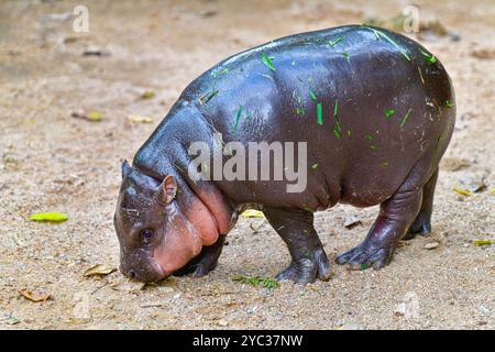 Un hippopotame nain pygmée femelle, Khao Kheow Open Zoo à Chonburi Thaïlande Banque D'Images