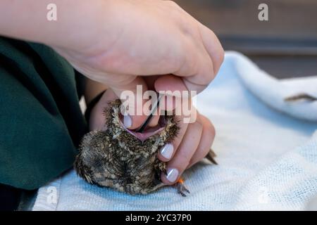 Le personnel médical vétérinaire nourrit un bocal de nuit européen hospitalisé (Caprimulgus europaeus) سبد أوروبي car cette espèce d'oiseaux chasse et mange en fl Banque D'Images