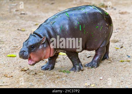 Un hippopotame nain pygmée femelle, Khao Kheow Open Zoo à Chonburi Thaïlande Banque D'Images