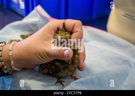 Le personnel médical vétérinaire nourrit un bocal de nuit européen hospitalisé (Caprimulgus europaeus) سبد أوروبي car cette espèce d'oiseaux chasse et mange en fl Banque D'Images