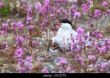 Sterne commune avec un poussin se trouve sur un nid parmi les fleurs roses, gros plan Banque D'Images