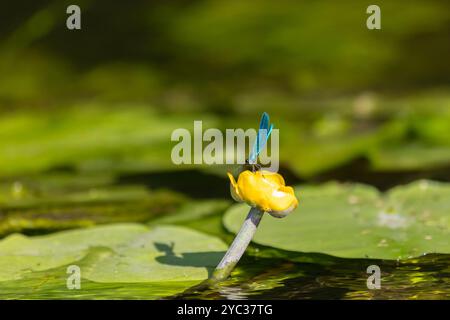 Libellule bleue est assise sur un lutea Nuphar Banque D'Images