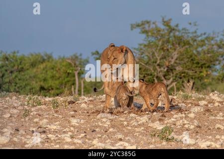 Une fierté de Lions africains dans le désert namibien. Photographié au parc national d'Etosha en Namibie, en Afrique Banque D'Images