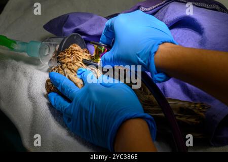 Une crécerelle commune (Falco tinnunculus) عوسق sous anesthésie générale est traitée pour un ulcère dans sa bouche photographié à l'Israel Wildlife Ho Banque D'Images