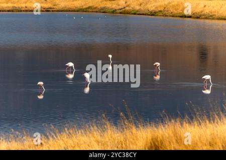 Petit troupeau de grands flamants roses (Phoenicopterus ruber) sur le lac intérieur de Kalloni, Lesbos, Grèce. Lesbos ou Lesbos est une île grecque située dans le nord Banque D'Images