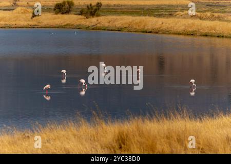 Petit troupeau de grands flamants roses (Phoenicopterus ruber) sur le lac intérieur de Kalloni, Lesbos, Grèce. Lesbos ou Lesbos est une île grecque située dans le nord Banque D'Images