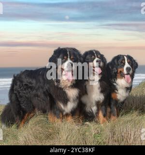 Trois chiens de montagne bernois Banque D'Images