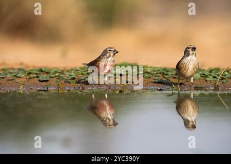 Deux Linnet commun ( Linaria cannabina syn Fringilla cannabina ou Carduelis cannabina تفاحي مألوف ) près d'une flaque d'eau, israël en mai Banque D'Images