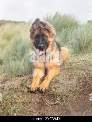 Chiot chien Berger allemand dans l'herbe longue Banque D'Images