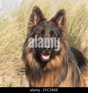 Berger allemand Banque D'Images
