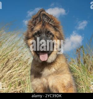 Chiot berger allemand Banque D'Images