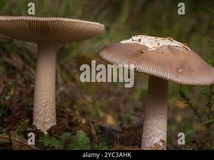 2 champignons Grisette Banque D'Images