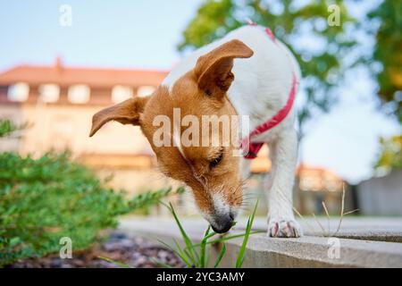 Curieux chien Jack Russell Terrier portant un harnais rouge renifle l'herbe dans l'arrière-cour tout en marchant à l'extérieur. Banque D'Images