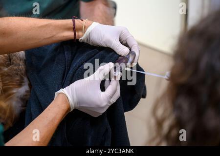 Le personnel médical prend un écouvillon buccal d'un vautour griffon eurasien hospitalisé (Gyps fulvus) نسر أسمر photographié à l'Hôpital israélien de la faune, Banque D'Images