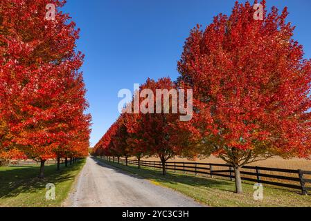 Allée bordée d'érable rouge en automne près d'Ottawa, Ontario, Canada Banque D'Images