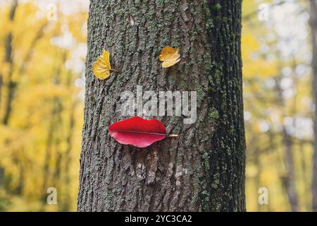 Personnage drôle des feuilles sur le tronc d'un arbre dans un parc d'automne. Nature Banque D'Images