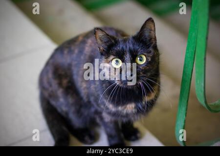 Un chat noir élégant aux yeux jaunes saisissants regarde curieusement la caméra, ses moustaches tordant légèrement d'anticipation Banque D'Images