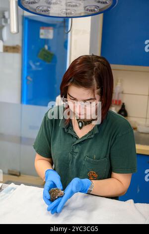 Michal, du personnel vétérinaire, traite un jeune hérisson à longues oreilles orphelin (Hemiechinus auritus) قنفذ طويل الأذن à la réserve israélienne de la faune Banque D'Images