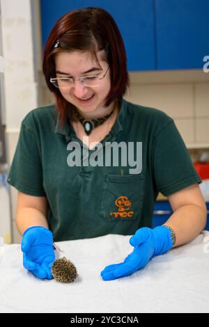 Michal, du personnel vétérinaire, traite un jeune hérisson à longues oreilles orphelin (Hemiechinus auritus) قنفذ طويل الأذن à la réserve israélienne de la faune Banque D'Images