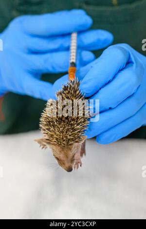 Michal, du personnel vétérinaire, traite un jeune hérisson à longues oreilles orphelin (Hemiechinus auritus) قنفذ طويل الأذن à la réserve israélienne de la faune Banque D'Images