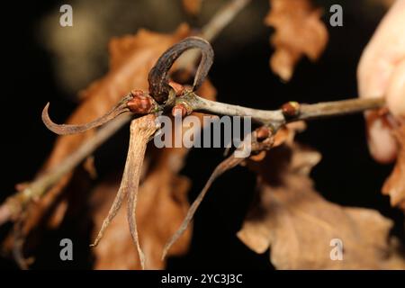 Ram's Horn Gall Wasp (Andricus aries) Insecta Banque D'Images