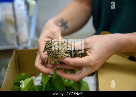 Le personnel vétérinaire examine une caille commune nouvellement admise (Coturnix coturnix) Coturnix coturnix pour des blessures ou des problèmes de santé photographiés à th Banque D'Images