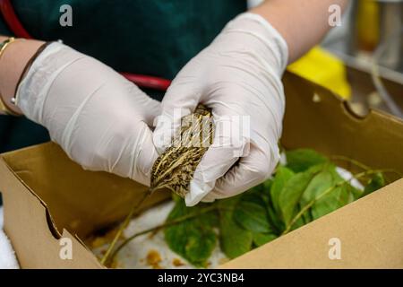 Le personnel vétérinaire examine une caille commune nouvellement admise (Coturnix coturnix) Coturnix coturnix pour des blessures ou des problèmes de santé photographiés à th Banque D'Images