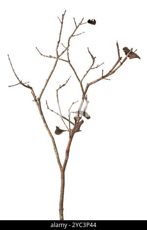 feuilles séchées décolorées et déshydratées sur la branche d'arbre en raison du manque de sécheresse de fond blanc isolé de l'eau Banque D'Images