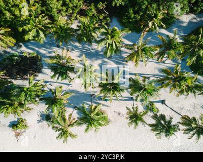 Palmiers sur la plage tropicale des Maldives. Vue de dessus du drone Banque D'Images