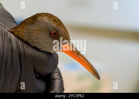 Le personnel vétérinaire examine un rail d'eau nouvellement admis (Rallus aquaticus) مرعة الماء pour des blessures ou des problèmes de santé photographiés à l'israélien Banque D'Images