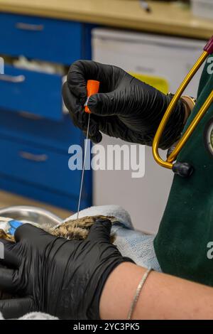 Le personnel vétérinaire examine un rail d'eau nouvellement admis (Rallus aquaticus) مرعة الماء pour des blessures ou des problèmes de santé photographiés à l'israélien Banque D'Images