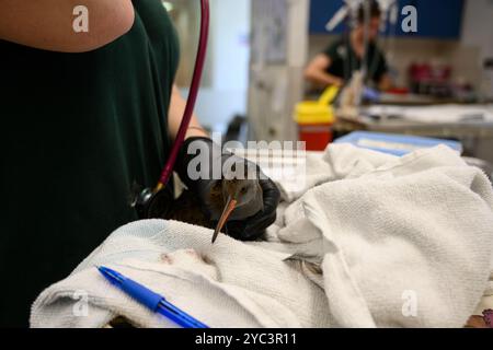 Le personnel vétérinaire examine un rail d'eau nouvellement admis (Rallus aquaticus) مرعة الماء pour des blessures ou des problèmes de santé photographiés à l'israélien Banque D'Images