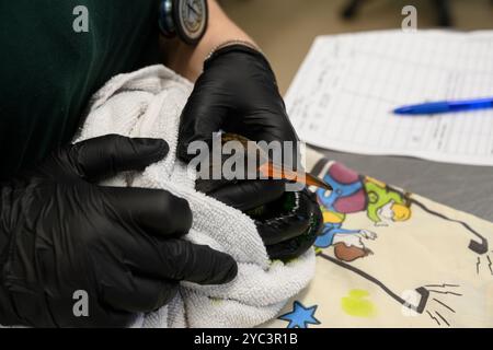 Le personnel vétérinaire examine un rail d'eau nouvellement admis (Rallus aquaticus) مرعة الماء pour des blessures ou des problèmes de santé photographiés à l'israélien Banque D'Images