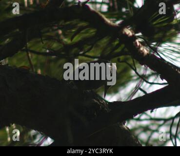 Krüper's Nuthatch (Sitta krueperi) Aves Banque D'Images