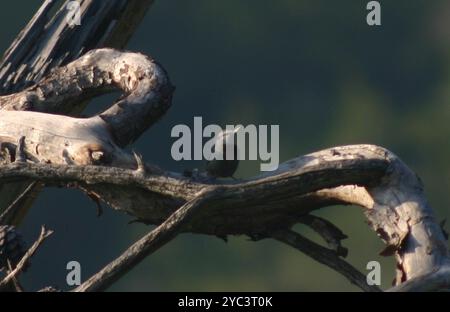 Krüper's Nuthatch (Sitta krueperi) Aves Banque D'Images