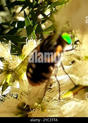 Mouche de mars alimentée en fleurs (Scaptia auriflua) Insecta Banque D'Images