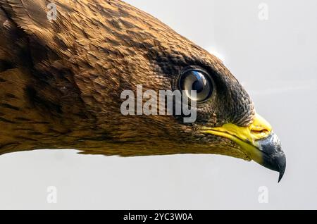 Portrait rapproché du bourdonnement de miel européen (Pernis apivorus), حميمق النحل الأوروبي également connu sous le nom de pern ou pern commun, est un oiseau de proie i. Banque D'Images