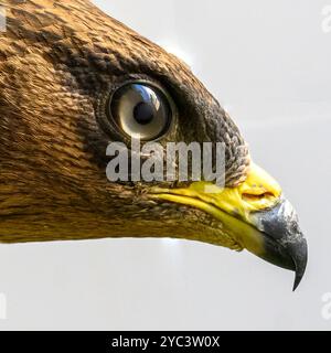 Portrait rapproché du bourdonnement de miel européen (Pernis apivorus), حميمق النحل الأوروبي également connu sous le nom de pern ou pern commun, est un oiseau de proie i. Banque D'Images