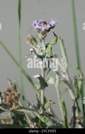 (Denekia capensis) Plantae Banque D'Images