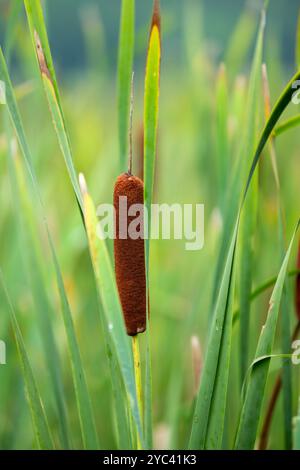 Les plants de Cattail ressemblent à des Corndogs. Banque D'Images