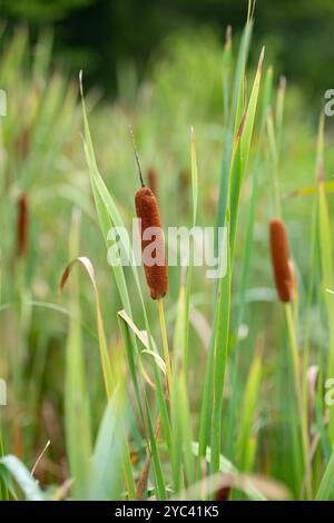 Les plants de Cattail ressemblent à des Corndogs. Banque D'Images