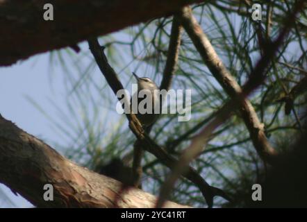 Krüper's Nuthatch (Sitta krueperi) Aves Banque D'Images