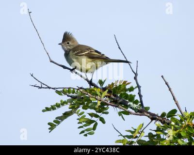 Elaenia à ventre jaune (Elaenia flavogaster) Aves Banque D'Images